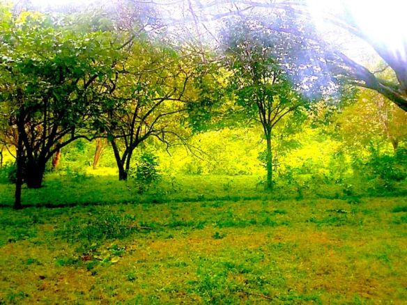 Mixed Use Parcel with Growth Potential