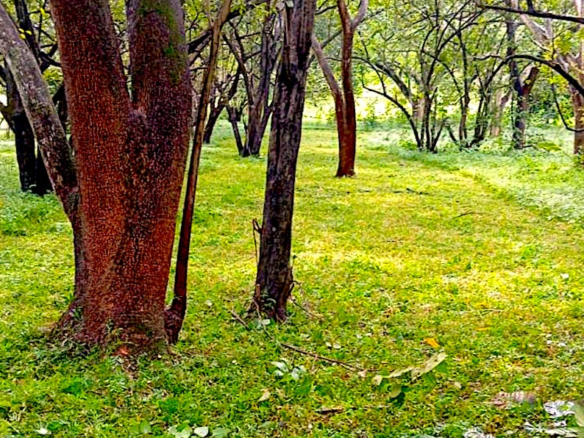 Mixed Use Parcel with Growth Potential