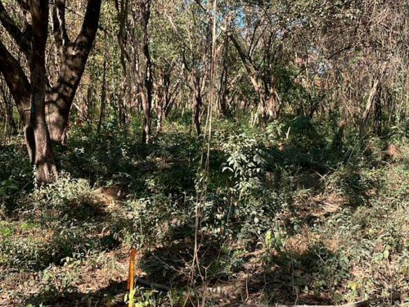 Palm Beach Public Road Frontage Lots